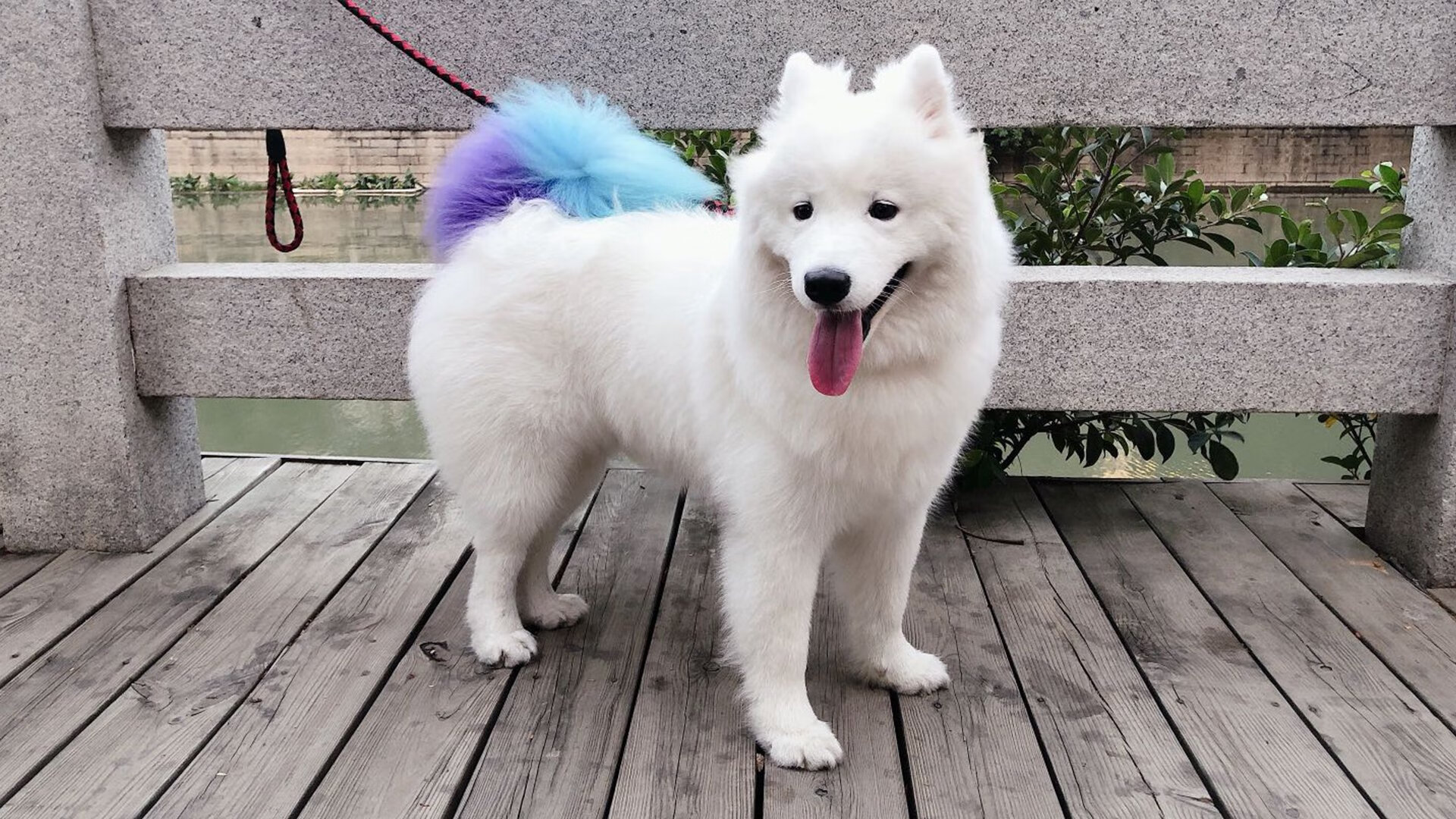 年度焦点之战,广厦队防守锁死步行者,战术铁壁铸就经典